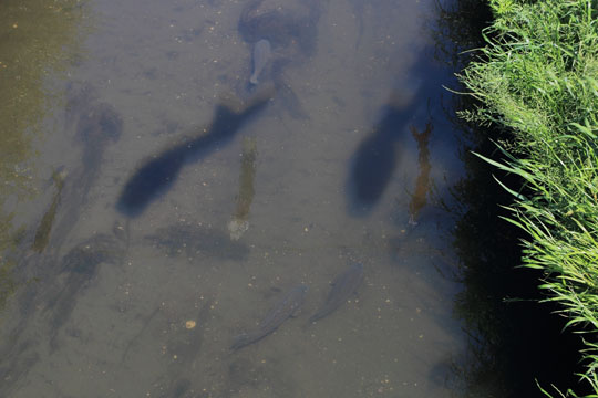 国分川鯉のぼりフェスティバルの川に居る本物の鯉